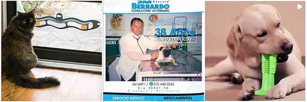 Consultorio Veterinario San Bernardo - portada